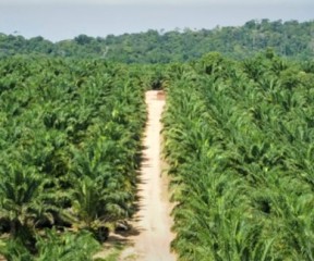 Palmar