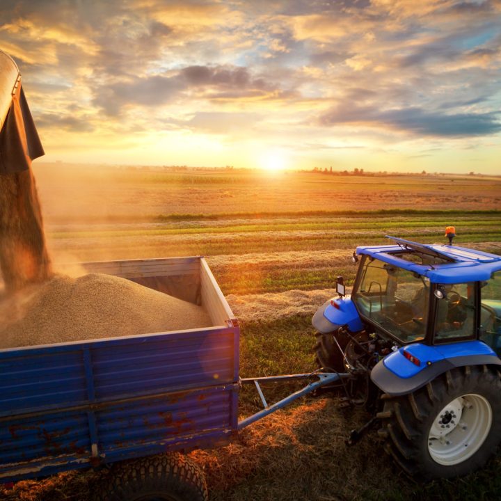 image of soybeans being harvested in the field