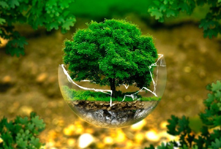 Tree Illustration
