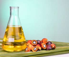 illustration of biodiesel from grupo BBF, with its raw material, palm oil