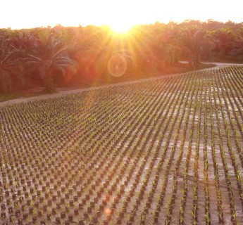 Recovery of degraded areas