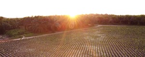 Recovery of degraded areas