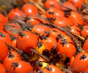 Oil Palm Fruit
