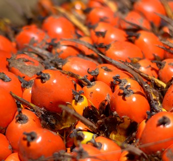 Oil Palm Fruit