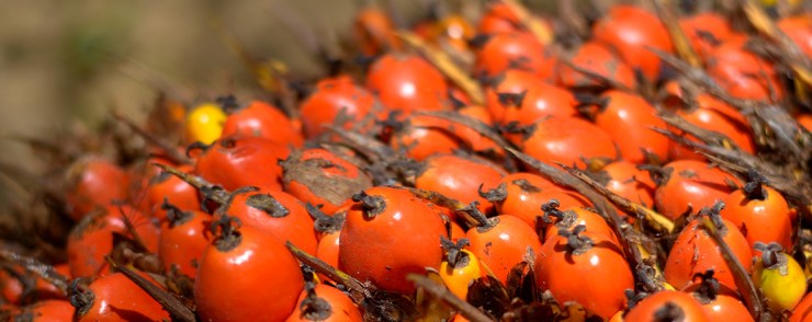 Oil Palm Fruit