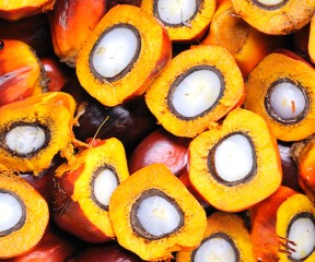Palm Fruit and Palm Kernel Nut