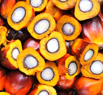 Palm Fruit and Palm Kernel Nut
