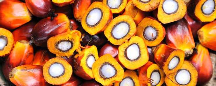 Palm Fruit and Palm Kernel Nut