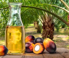 Palm Oil