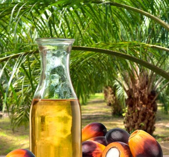 Palm Oil