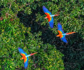 Macaws flying under the Amazon rainforest sky