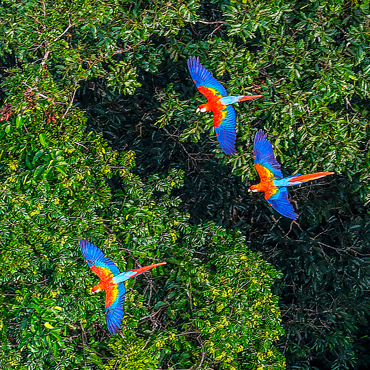Macaws flying under the Amazon rainforest sky