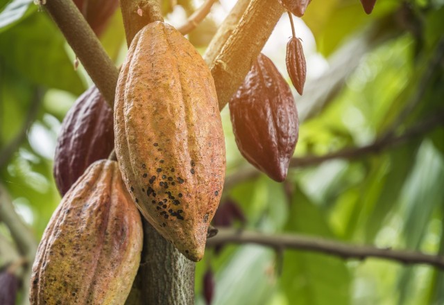 cocoa-min trees and fruits