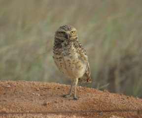 image of a burrowing owl found in the cultivated areas of the Grupo BBF