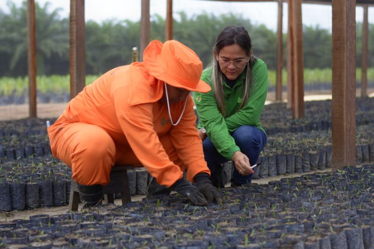 bbf planting oil palm seedlings
