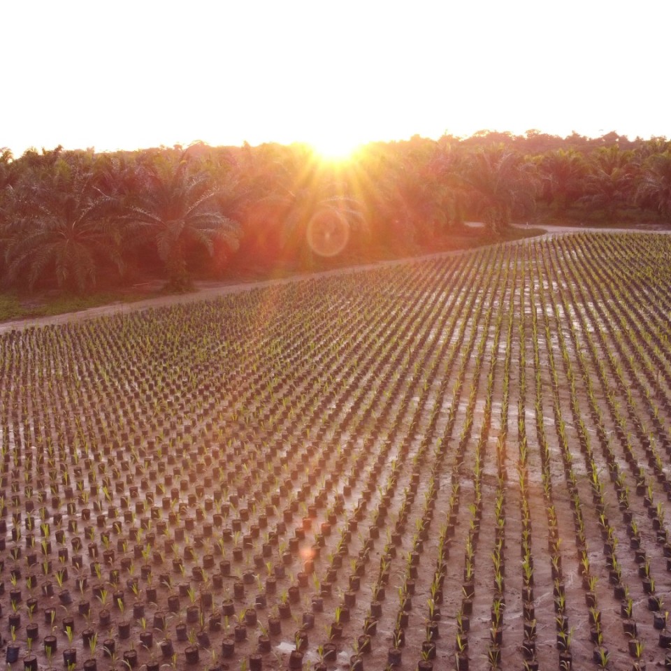 BBF-Recuperation of degraded areas in the Amazon-min