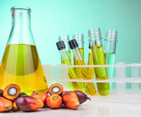 biotechnology and palm oil