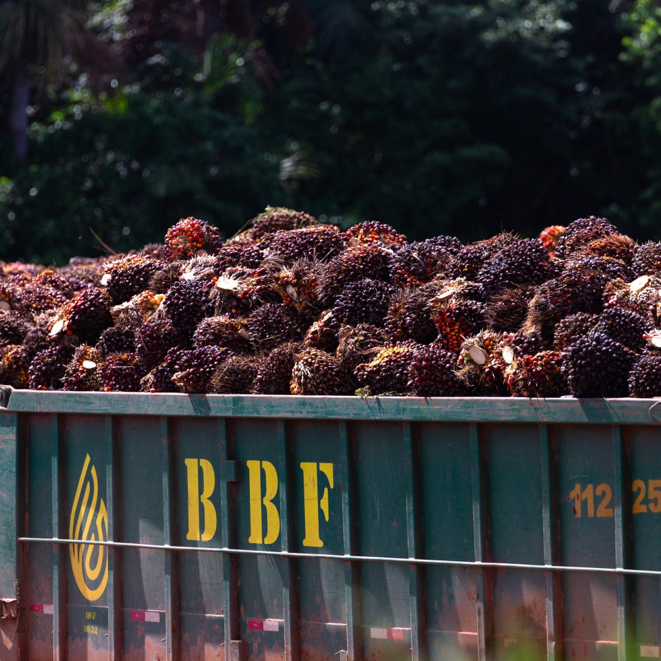 palm fruit harvesting