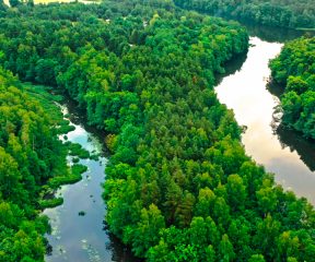 Amazon Rainforest: River with surrounding trees