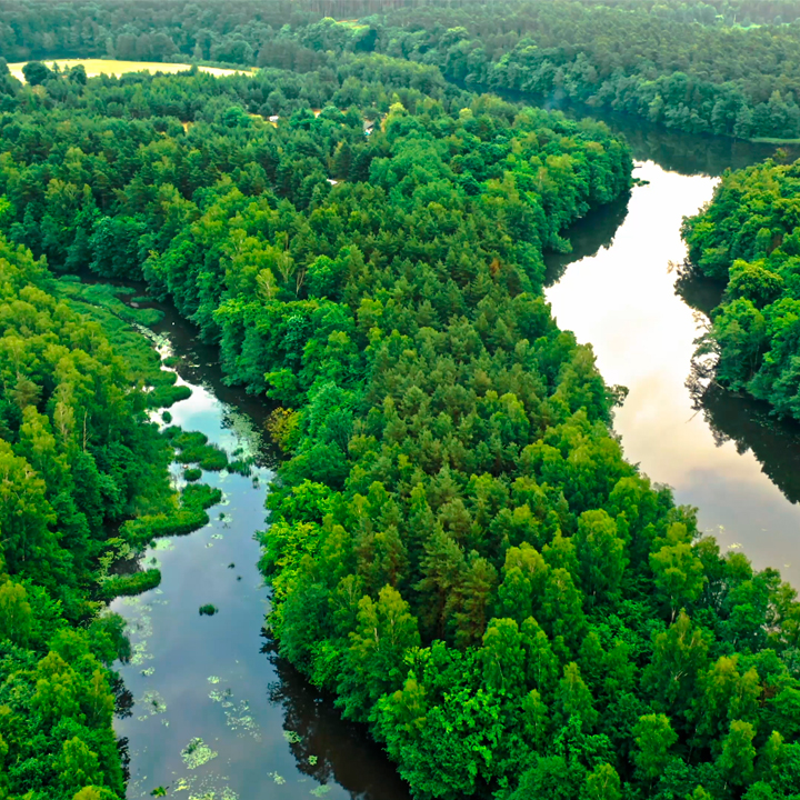 Amazon Rainforest: River with surrounding trees