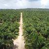 Company active in oil palm cultivation and renewable electricity generation