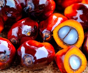 Palm oil palm illustration in detail