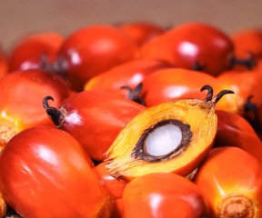 oil palm fruit