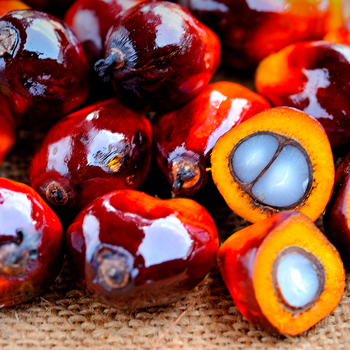 Palm oil palm illustration in detail