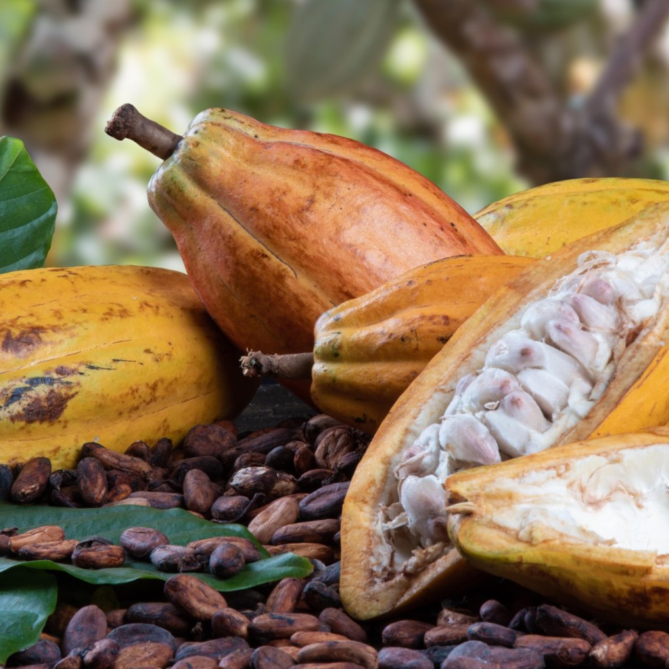 cocoa-fruit-and-seeds-min
