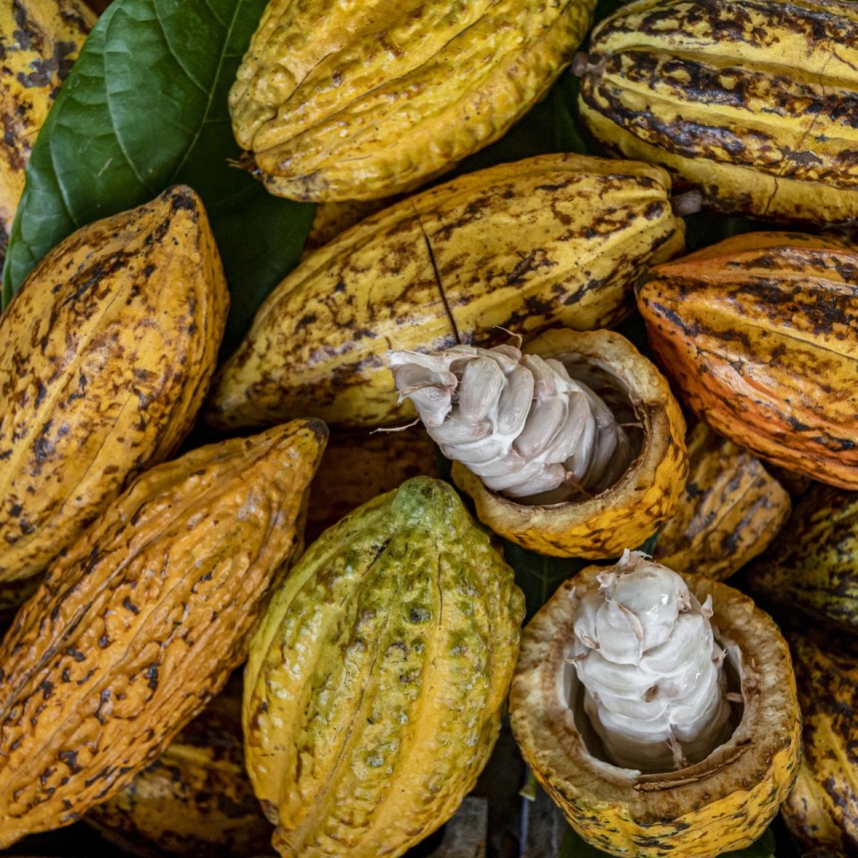 cocoa-min fruit
