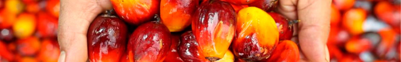 Illustration of oil palm theft