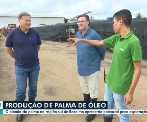 areas of oil palm cultivation capture around 71,000 tons of carbon annually in Roraima
