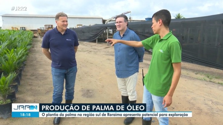 areas of oil palm cultivation capture around 71,000 tons of carbon annually in Roraima
