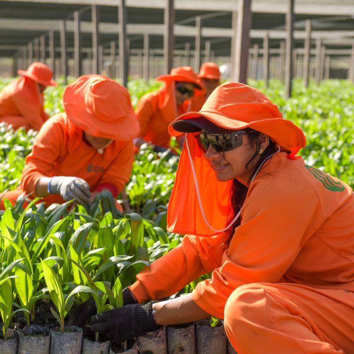 Workers from grupo BBF handling palm seedlings for planting