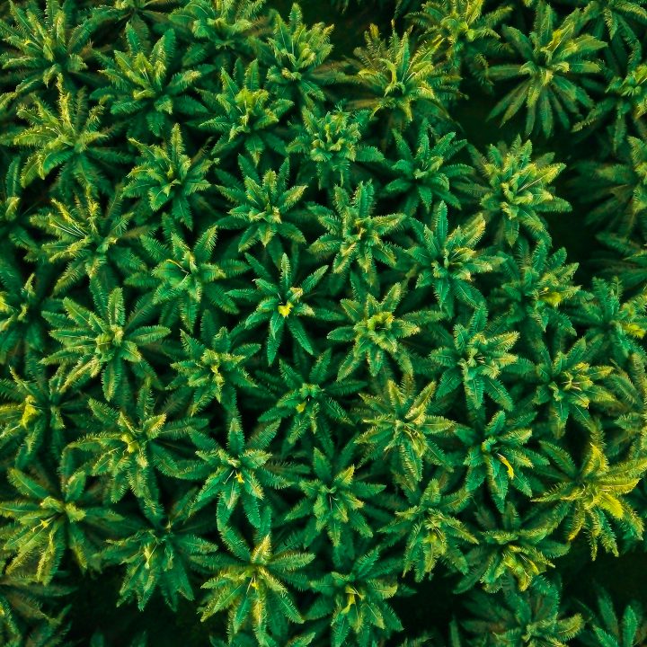 Trees seen from above