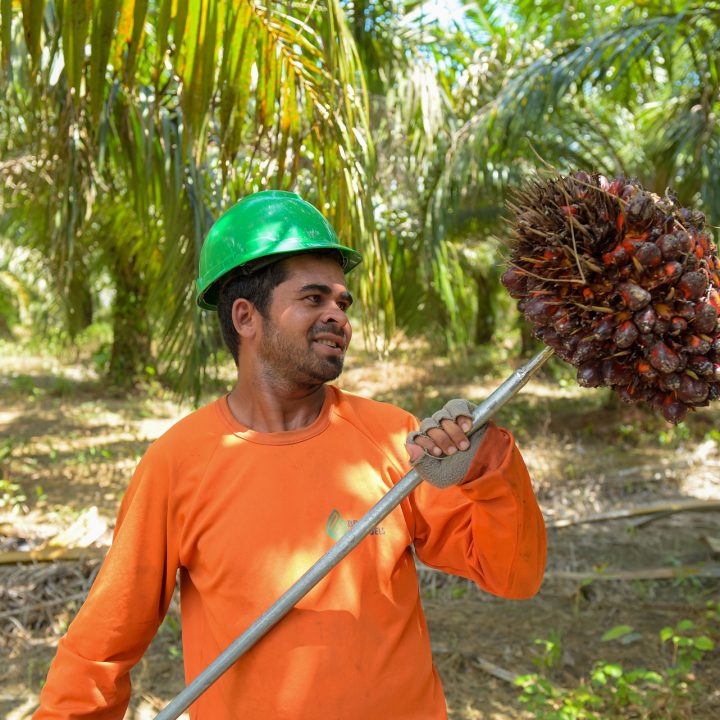 Image of a worker from grupo BBF harvesting palm oil