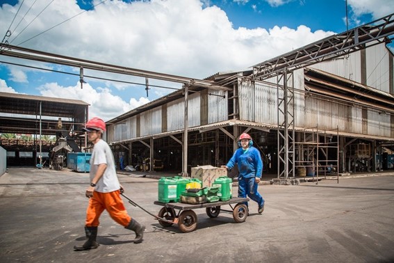 image of grupo BBF workers in palm oil production