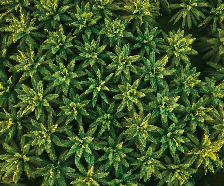 trees seen from above