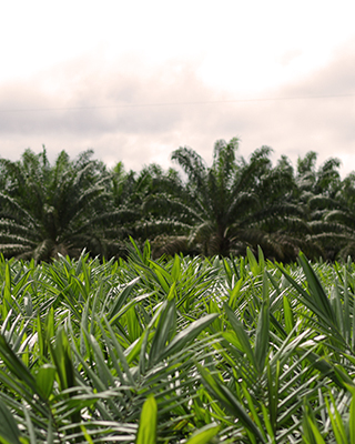 palm plantations grupo BBF