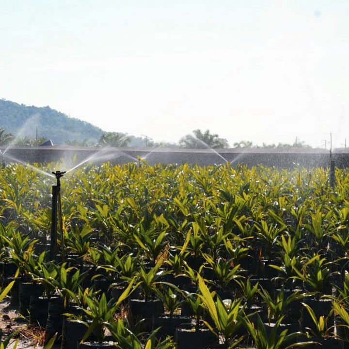 image of palm seedlings from grupo BBF being irrigated