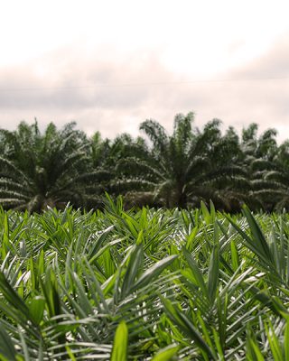 Image 05 of palm plantations from grupo BBF and palm plantation in the background