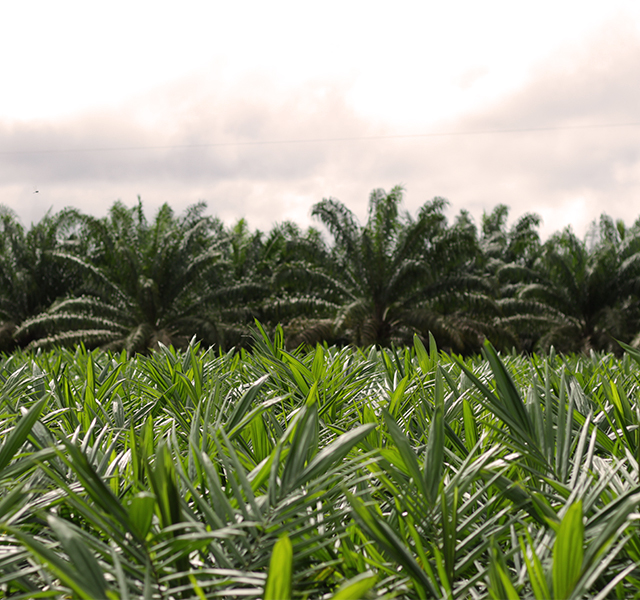 Image 05 of palm plantations from grupo BBF and palm plantation in the background