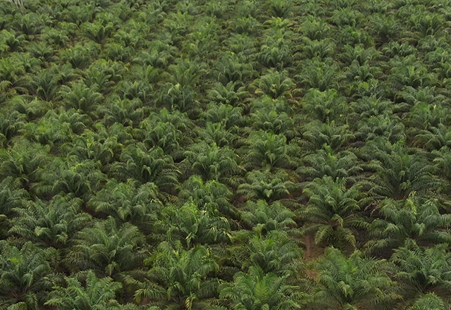 Aerial image of oil palm plantations grupo BBF