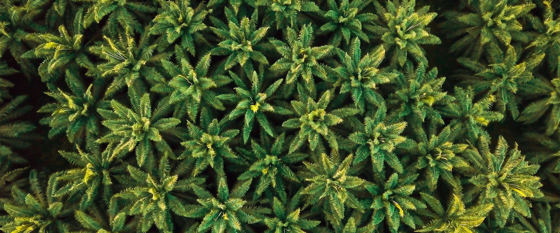 Oil palm plantation seen from above - drone