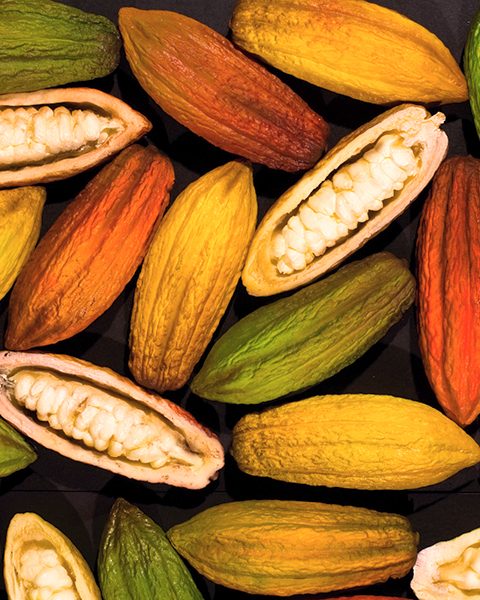 Illustration of cocoa cultivation in grupo BBF