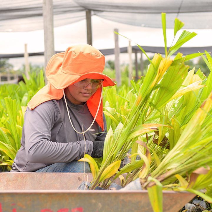 image of a grupo BBF worker in the plantation