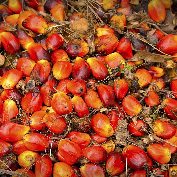 Image of Dendê, the fruit of the palm.