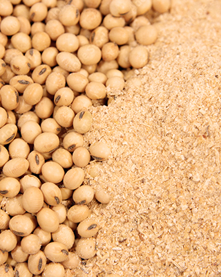 Soy