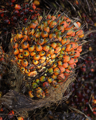 Illustration of Dendê, the fruit of palm oil 11