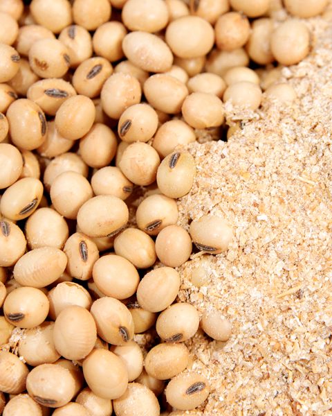 Soy